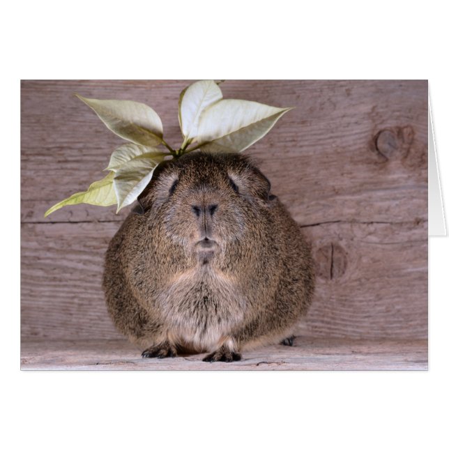 Guinea (Vorderseite (Horizontal))