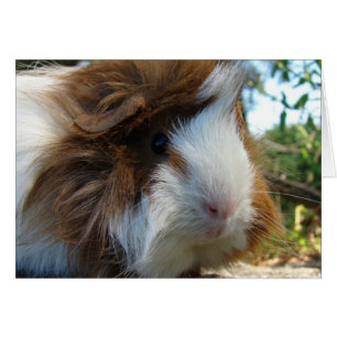Guinea