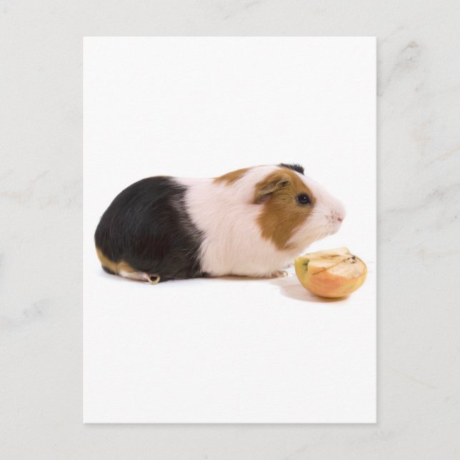 Guinea, die einen Apfel isst Postkarte (Vorderseite)