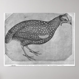 Guinea Fowl, aus dem Vallardi-Album Poster