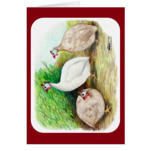 Guinea Fowl Außenbereich