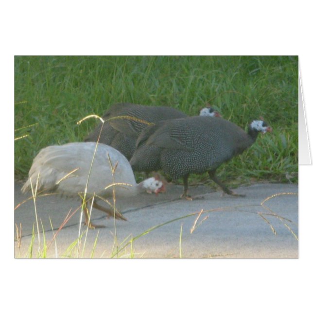 Guinea Fowl Card (Vorderseite (Horizontal))
