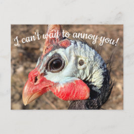 Guinea Fowl Post Card Postkarte