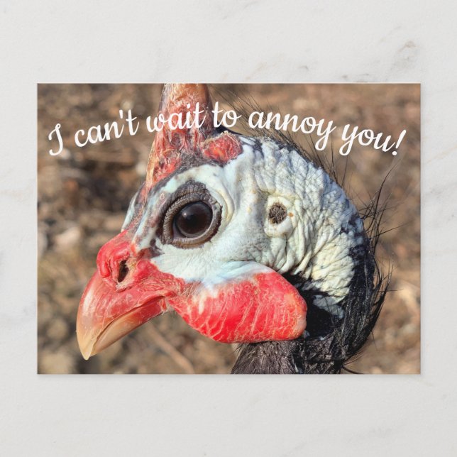 Guinea Fowl Post Card Postkarte (Vorderseite)