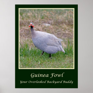 Guinea Fowl Poster