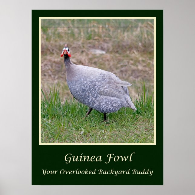 Guinea Fowl Poster (Vorne)