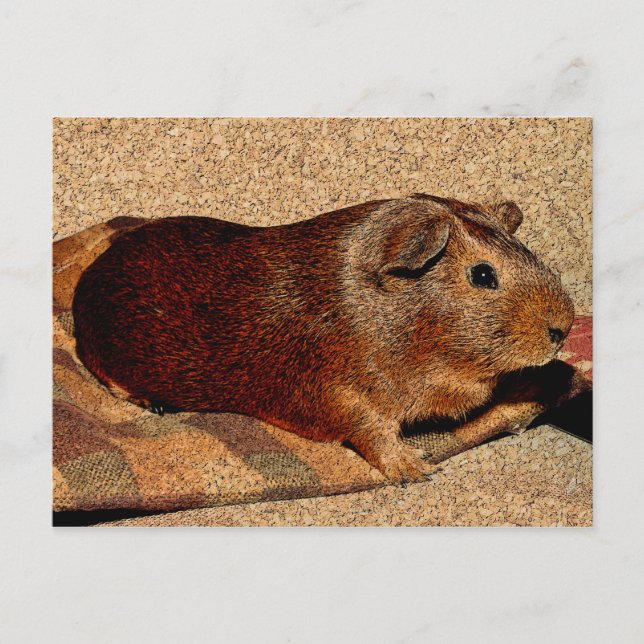Guinea für die Korkplatte Postkarte (Vorderseite)