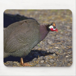 Guinea-Geflügel Mousepad