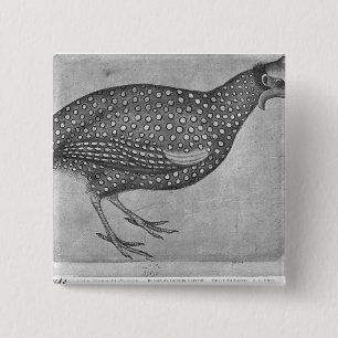 Guinea-Geflügel, vom Vallardi Album Button