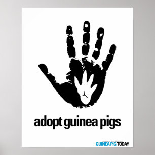 Guinea - Guinea Schweineplakat heute adoptiert Poster