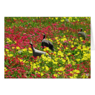Guinea-Hennen in den Wildblumen, Lytton Frühlinge,