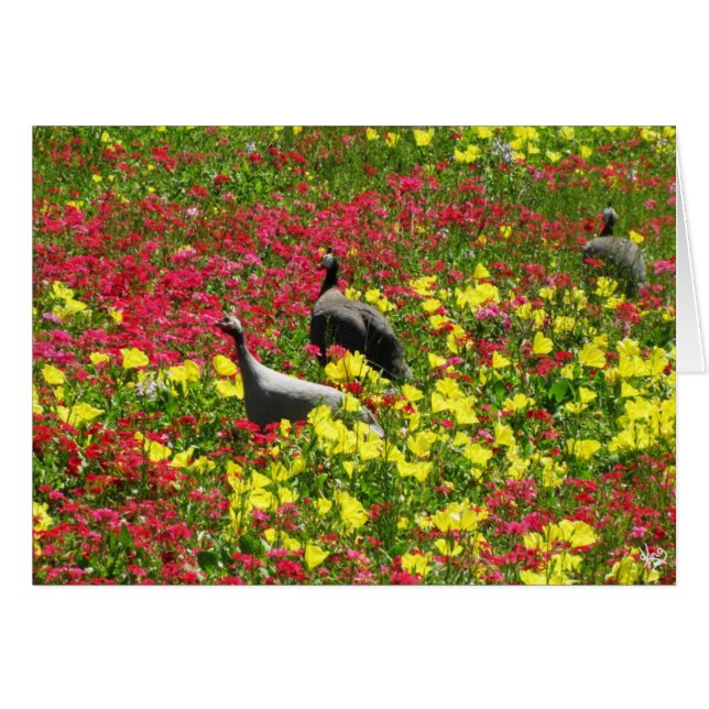 Guinea-Hennen in den Wildblumen, Lytton Frühlinge, (Vorderseite (Horizontal))