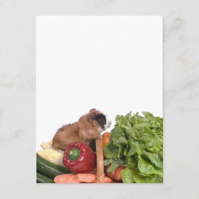 Guinea in einem Gemüsekorb Postkarte (Vorderseite)