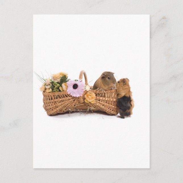 Guinea in einem Korb Postkarte (Vorderseite)