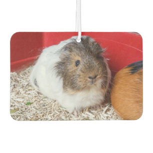 Guinea in Käfigen Autolufterfrischer