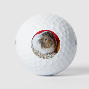 Guinea in Käfigen Golfball