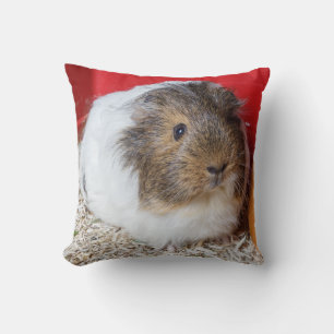 Guinea in Käfigen Kissen