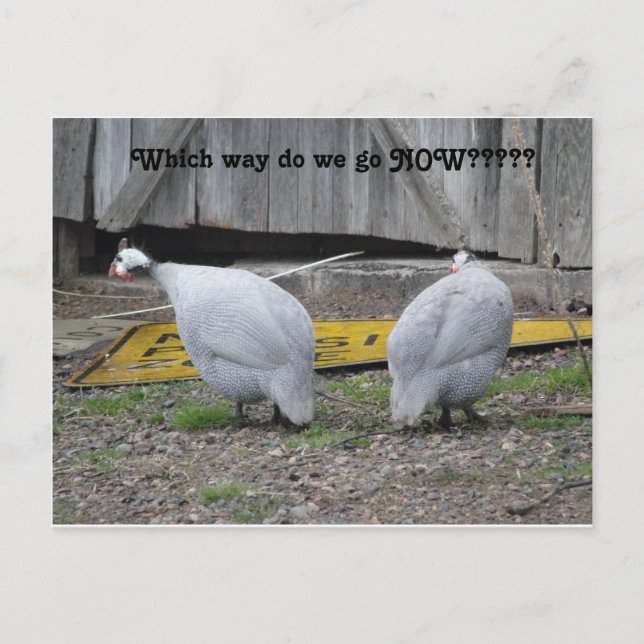 Guinea, in welche Richtung wir jetzt gehen Postkarte (Vorderseite)