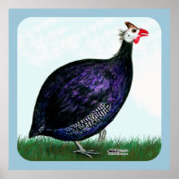 Guinea Königlich Violett und Himmel