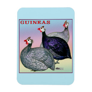 Guinea Magnet