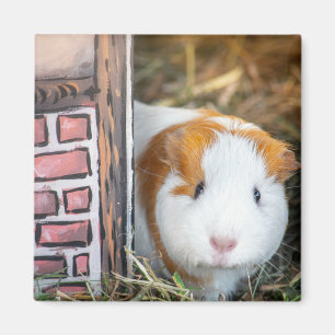 Guinea Magnet