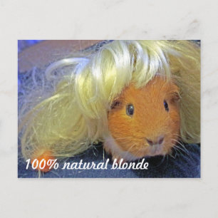 Guinea mit blonder Perücke Postkarte