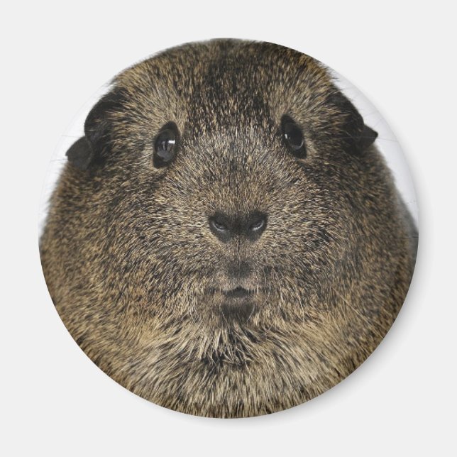 Guinea Nah Magnet (Vorne)