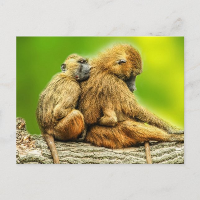 Guinea-Paviane Postkarte (Vorderseite)