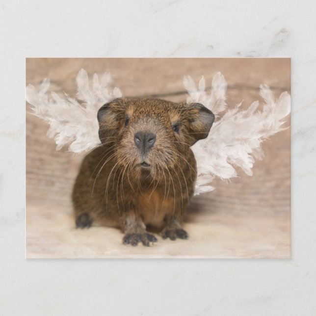 Guinea Pig Angel Postkarte (Vorderseite)