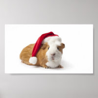 Guinea Pig Art
