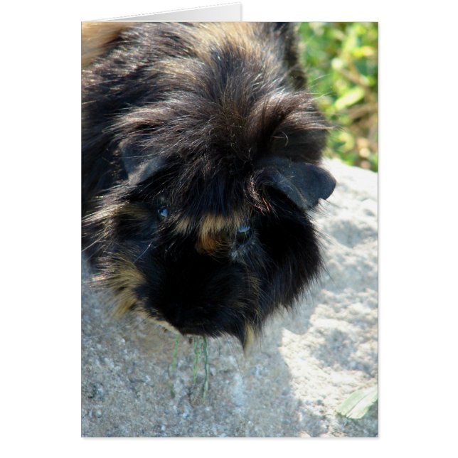 Guinea Pig auf Rock (Vorne)