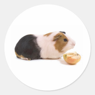 guinea pig eating an apple runder aufkleber