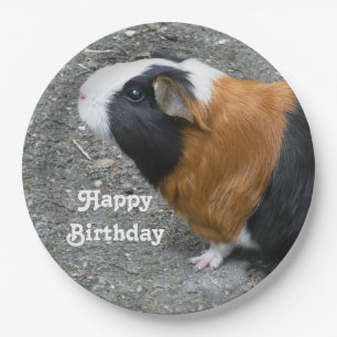 Guinea Pig Foto Geburtstag Pappteller