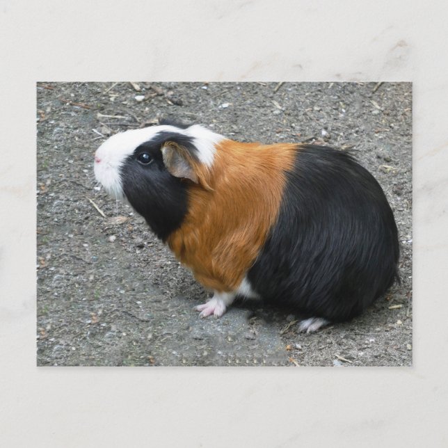 Guinea Pig Foto Postkarte (Vorderseite)
