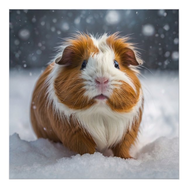 Guinea Pig Fotodruck (Vorne)