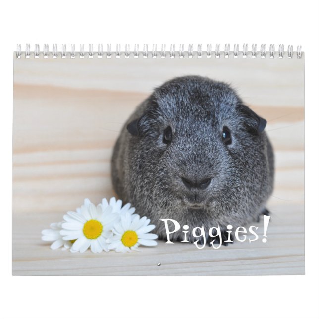 Guinea Pig Fotografien Kalender (Titelbild)