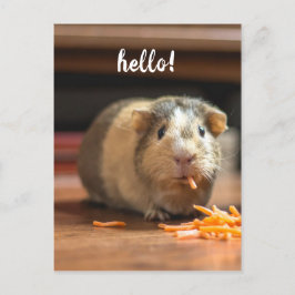 Guinea Pig Funny Hello Postkarte