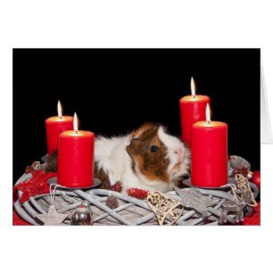 Guinea Pig in Kraut Weihnachtskarte