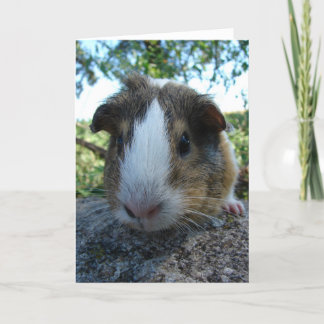 Guinea Pig Karte
