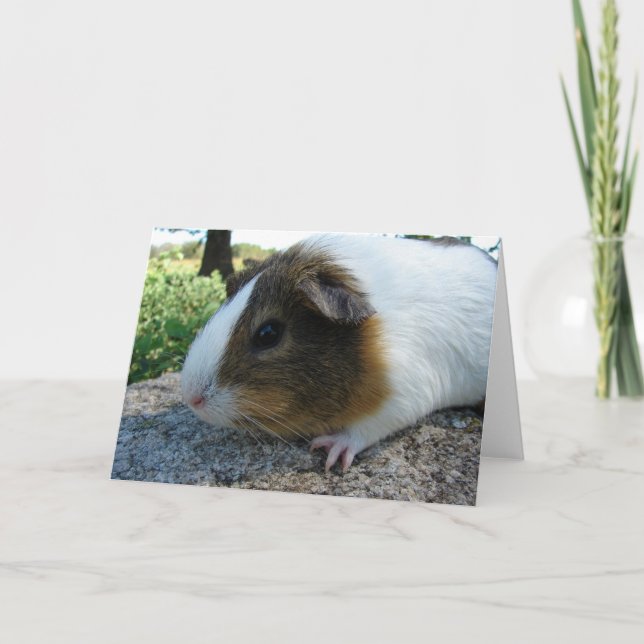Guinea Pig Karte (Vorderseite)