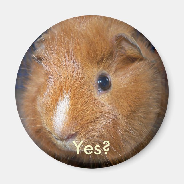 Guinea Pig Magnet (Vorne)