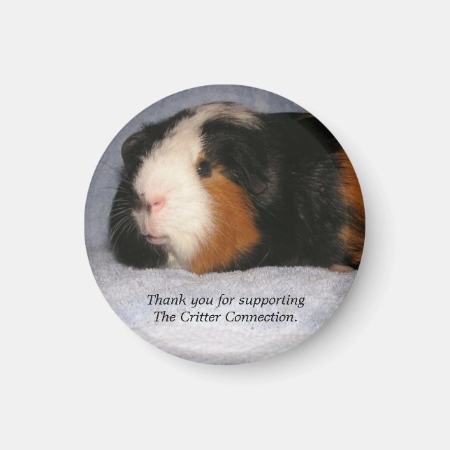 Guinea Pig Magnet #4 (Vorne)