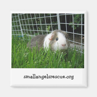Guinea Pig-Magnet Magnet