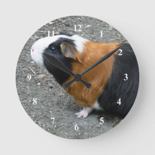 Guinea Pig Photo Runde Wanduhr