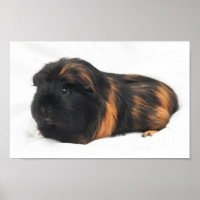 Guinea Pig