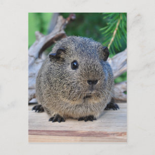 Guinea Pig Postkarte