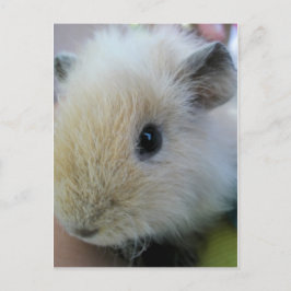 Guinea Pig Postkarte
