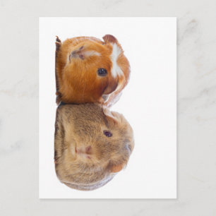 Guinea Pig Postkarte