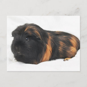 Guinea Pig Postkarte