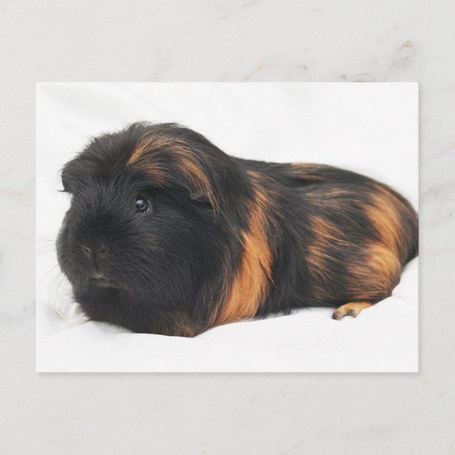 Guinea Pig Postkarte (Vorderseite)